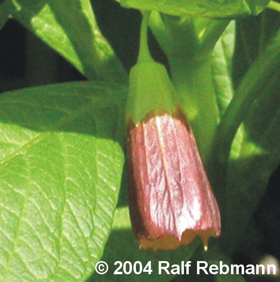 Scopolia carniolica Bild01